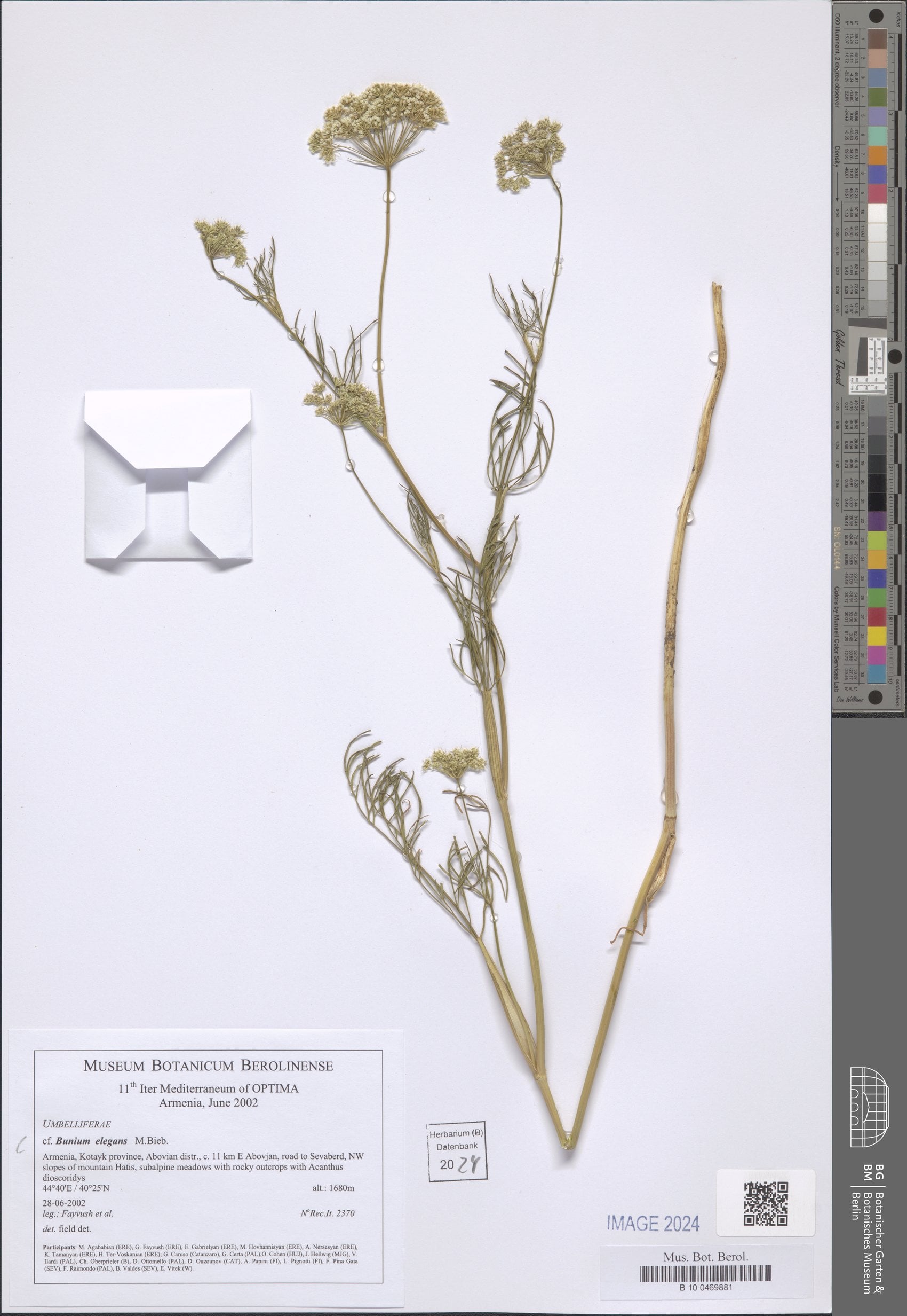 Bunium elegans