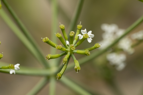 Bunium ferulaceum (Balkan pignut) — photo