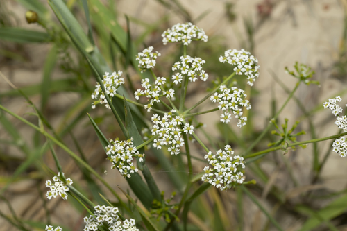 Bunium ferulaceum (Balkan pignut) — photo