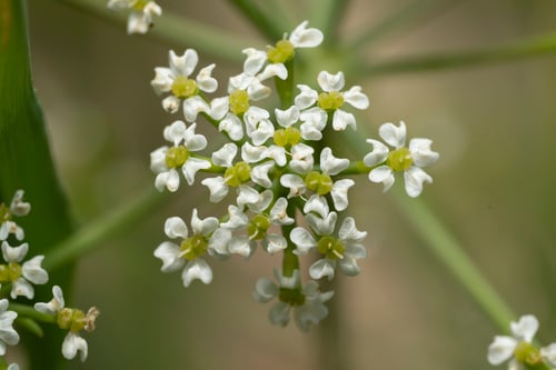 Bunium ferulaceum