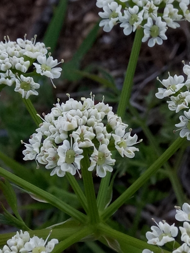 Bunium incrassatum