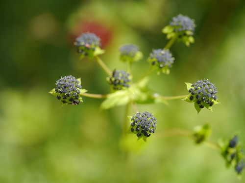 Bupleurum candollei