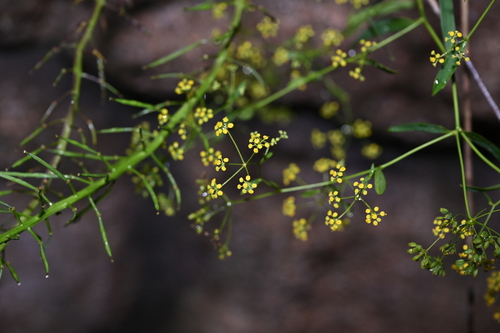 Bupleurum chinense (Bei chai hu) — photo