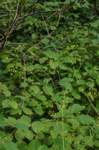 Bupleurum falcatum (Thorow-wax) — photo