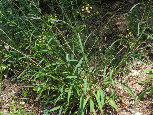 Bupleurum falcatum