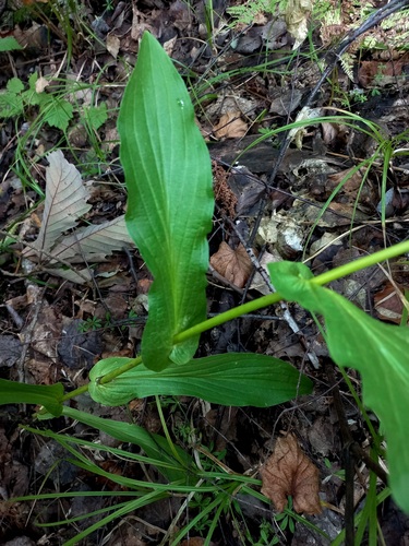 Bupleurum longiradiatum — photo