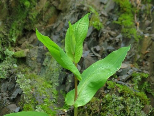 Bupleurum longiradiatum — photo
