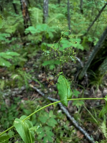 Bupleurum longiradiatum