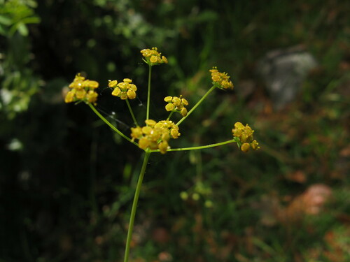 Bupleurum marginatum — photo