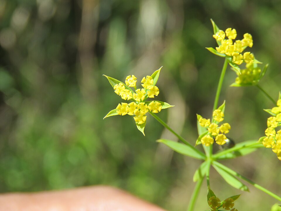 Bupleurum ramosissimum (Wild castor) — photo