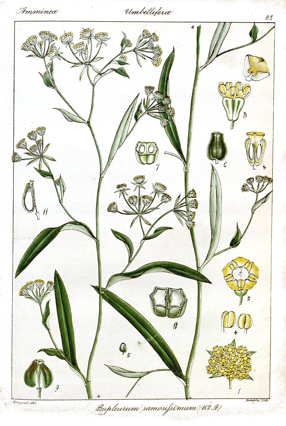 Bupleurum ramosissimum