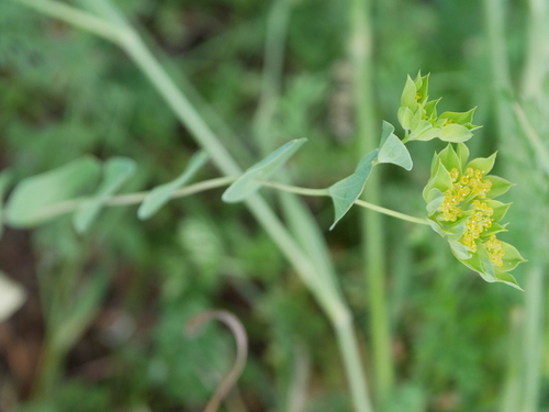 Bupleurum rotundifolium (Hare’s ear) — photo
