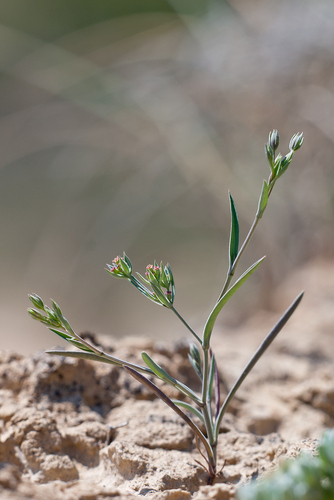Bupleurum semicompositum — photo
