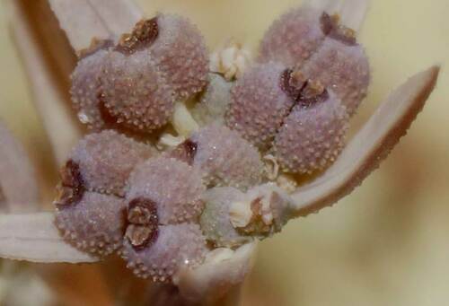 Bupleurum semicompositum — photo