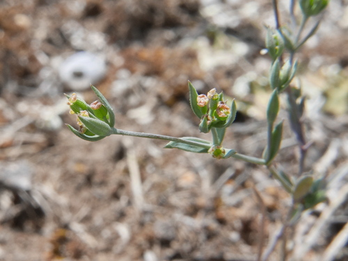 Bupleurum semicompositum