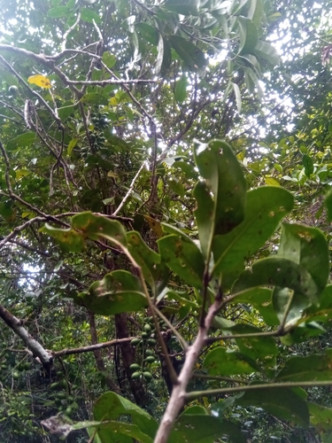 Burasaia madagascariensis — photo