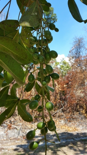 Burasaia madagascariensis