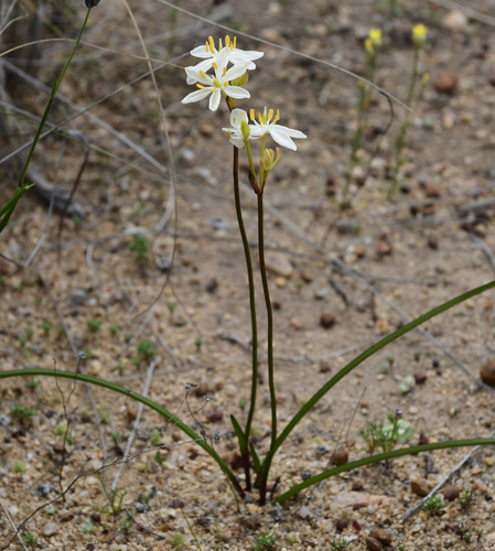 Burchardia congesta (Milkmaids) — photo