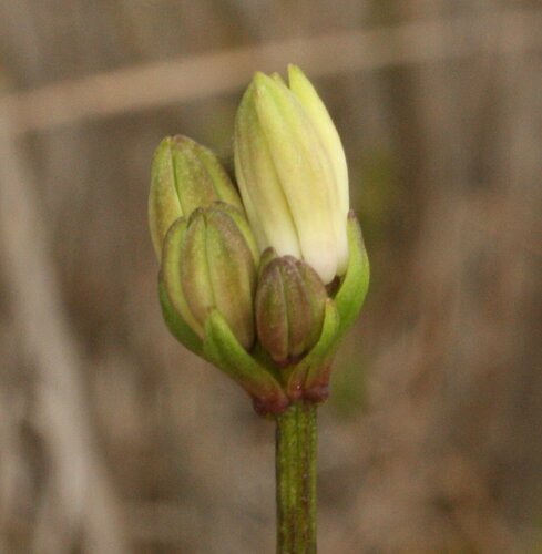Burchardia congesta (Milkmaids) — photo