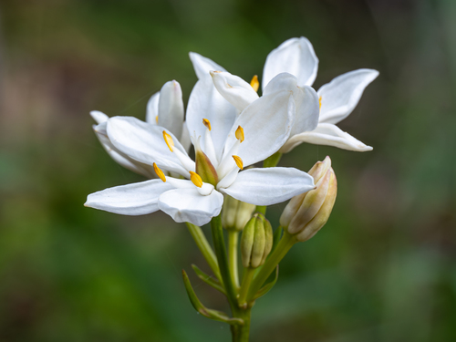 Burchardia congesta