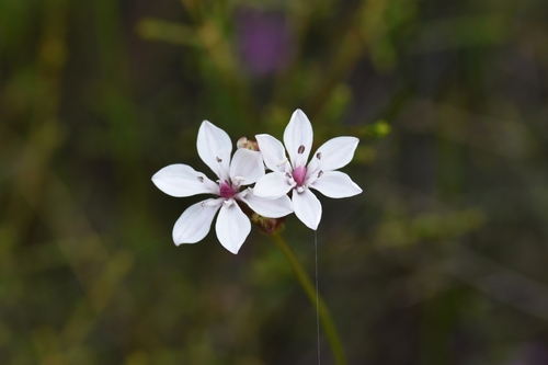 Burchardia umbellata (Milkmaids) — photo