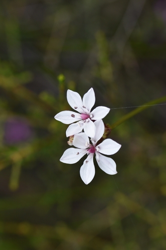 Burchardia umbellata (Milkmaids) — photo