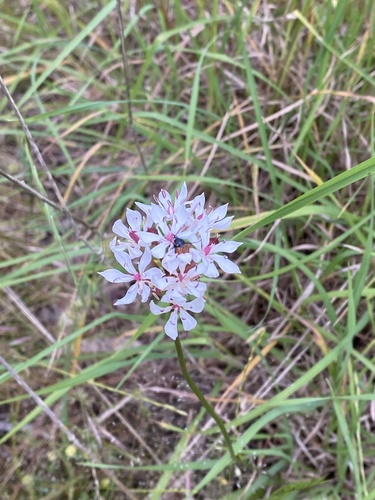 Burchardia umbellata