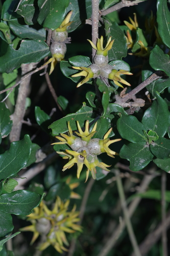 Burchellia bubalina (South African pomegranate) — photo