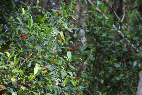 Burchellia bubalina (South African pomegranate) — photo