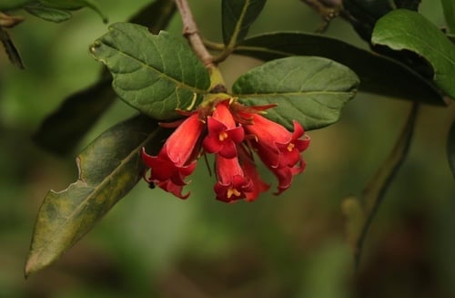 Burchellia bubalina