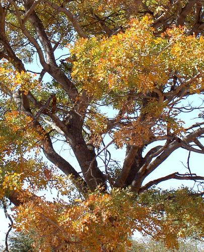 Burkea africana (Rhodesian ash) — photo