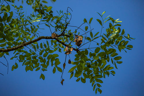 Burkea africana