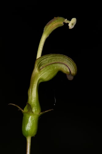 Burmeistera vulgaris — photo