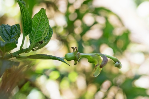 Burmeistera vulgaris — photo