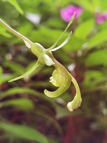 Burmeistera vulgaris