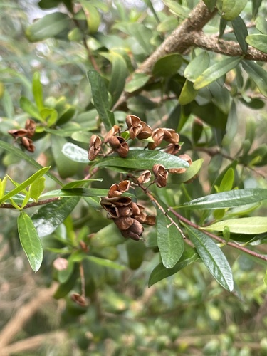 Bursaria spinosa (Australian Blackthorn) — photo