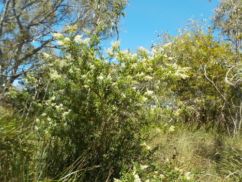 Bursaria spinosa (Australian Blackthorn) — photo