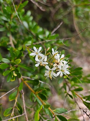 Bursaria spinosa