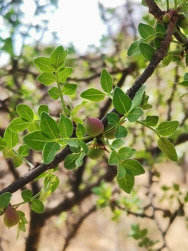 Bursera fagaroides (Linaloe) — photo