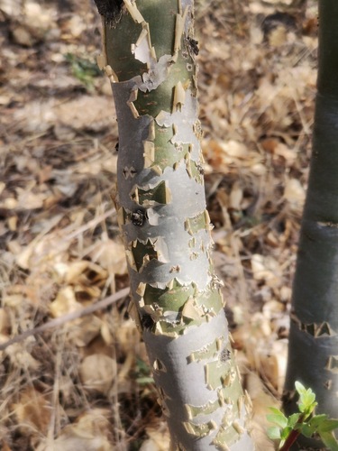 Bursera fagaroides (Linaloe) — photo