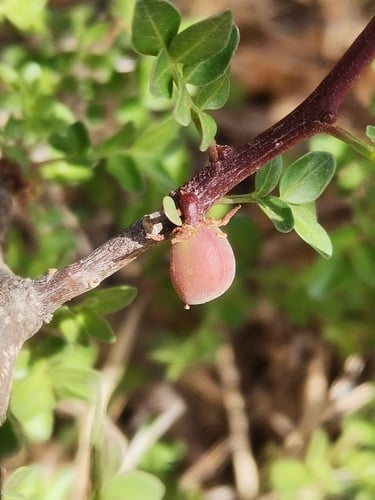 Bursera fagaroides