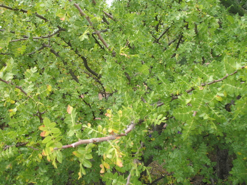 Bursera glabrifolia (Linaloe) — photo
