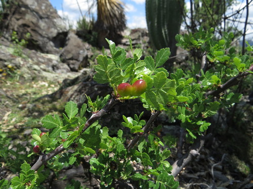 Bursera glabrifolia (Linaloe) — photo