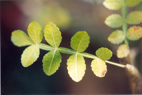 Bursera glabrifolia