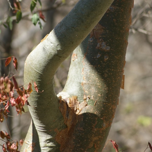 Bursera grandifolia (Mulato) — photo