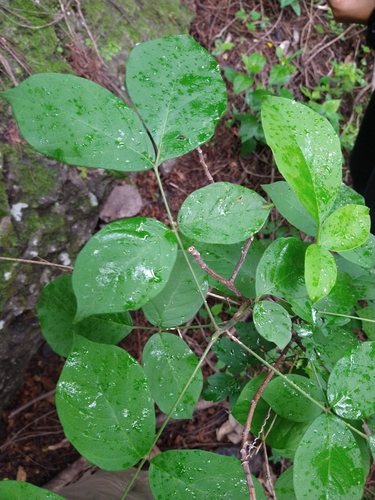 Bursera grandifolia (Mulato) — photo