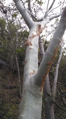 Bursera grandifolia
