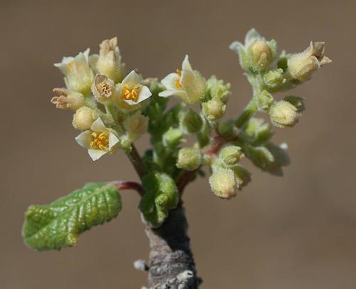 Bursera hindsiana (Copal) — photo