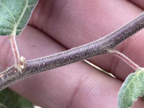 Bursera hindsiana (Copal) — photo