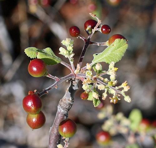 Bursera hindsiana